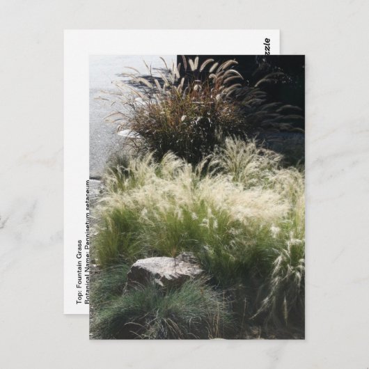 Ziergräser Postkarte (Vorne/Hinten)