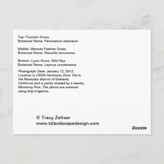 Ziergräser Postkarte (Rückseite)