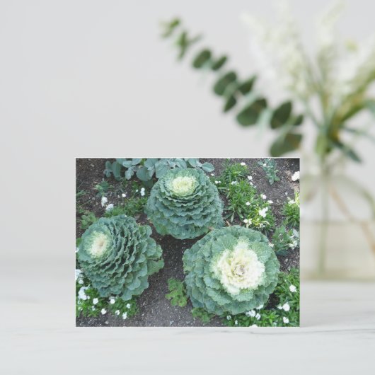 Zierkiel Postkarte (Stehend Vorderseite)