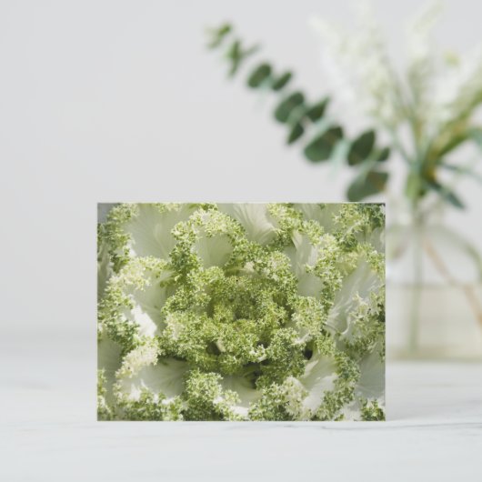 Zierkohl Postkarte (Stehend Vorderseite)