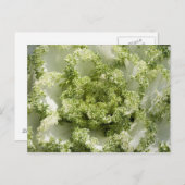 Zierkohl Postkarte (Vorne/Hinten)