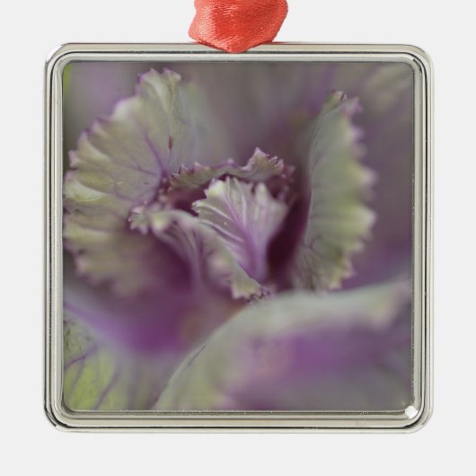 Zierkohl Silbernes Ornament (Vorne)
