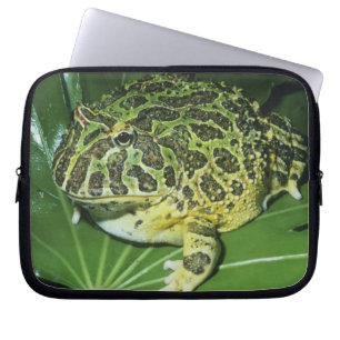 Zierliche Hornfrosch, (Ceratophrys ornata), Laptopschutzhülle