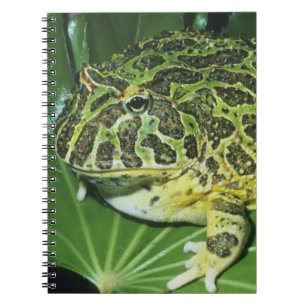 Zierliche Hornfrosch, (Ceratophrys ornata), Notizblock