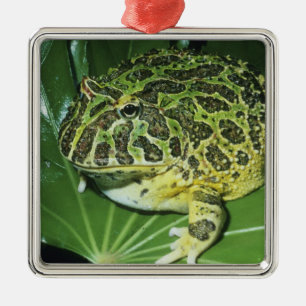 Zierliche Hornfrosch, (Ceratophrys ornata), Ornament Aus Metall