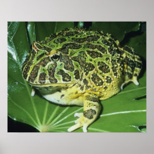 Zierliche Hornfrosch, (Ceratophrys ornata), Poster