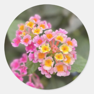 Zierliche rosa und orange Blumenaufkleber Runder Aufkleber