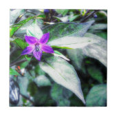 Zierpfeffer Lila Blume Fliese (Vorderseite)