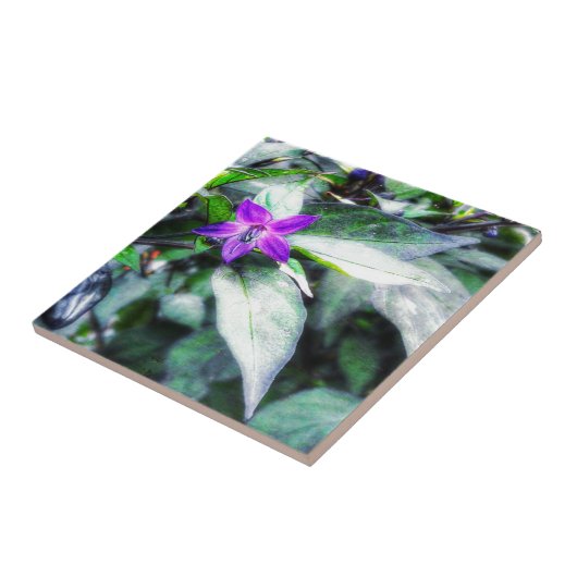 Zierpfeffer Lila Blume Fliese (Seite)