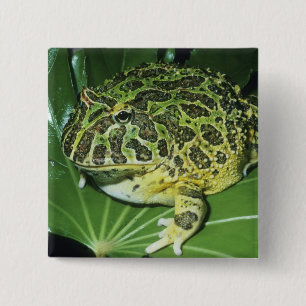 Zierteufelsfrosch, (Ceratophrys ornata), Button