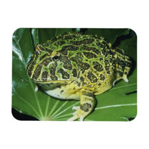 Zierteufelsfrosch, (Ceratophrys ornata), Magnet