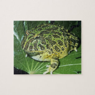 Zierteufelsfrosch, (Ceratophrys ornata), Puzzle