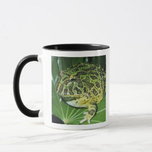 Zierteufelsfrosch, (Ceratophrys ornata), Tasse