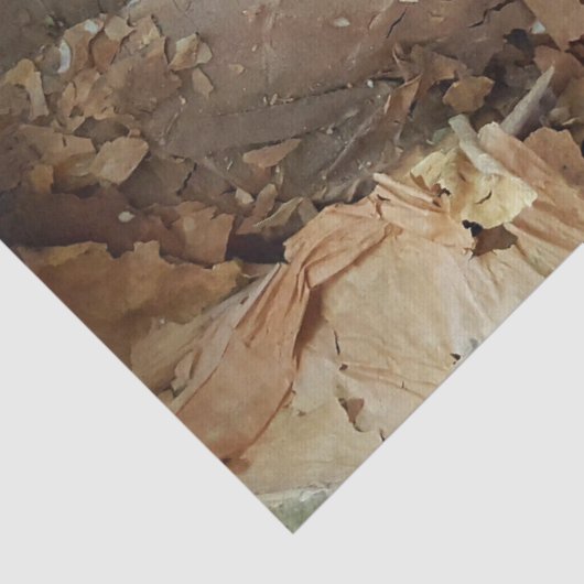 Zigarrenraucher Tabakleaf Textur Seidenpapier (Detail)