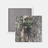 Zikade Magnet (Vorderseite/Rückseite)