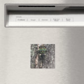 Zikade Magnet (In Situ (Geschirrspüler))