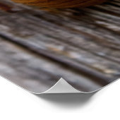Zikade Poster (Ecke)