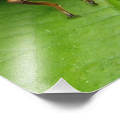 Zikade und Muschel Fotodruck (Ecke)