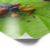 Zikade und Muschel Fotodruck (Ecke)