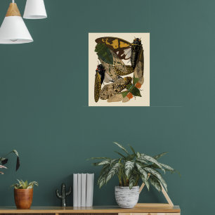 Zikaden Insekten Vintage 1929 Illustrationen Poster