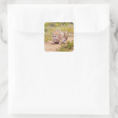 Zimbabwe cheetah Safari auf Display Stickers (Tasche)