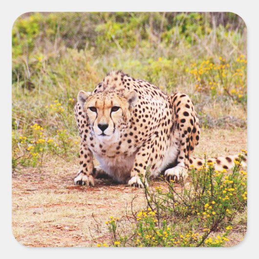 Zimbabwe cheetah Safari auf Display Stickers (Vorderseite)