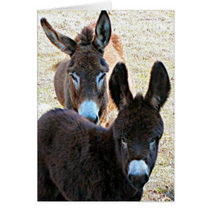 Zimperlich u. Mutter