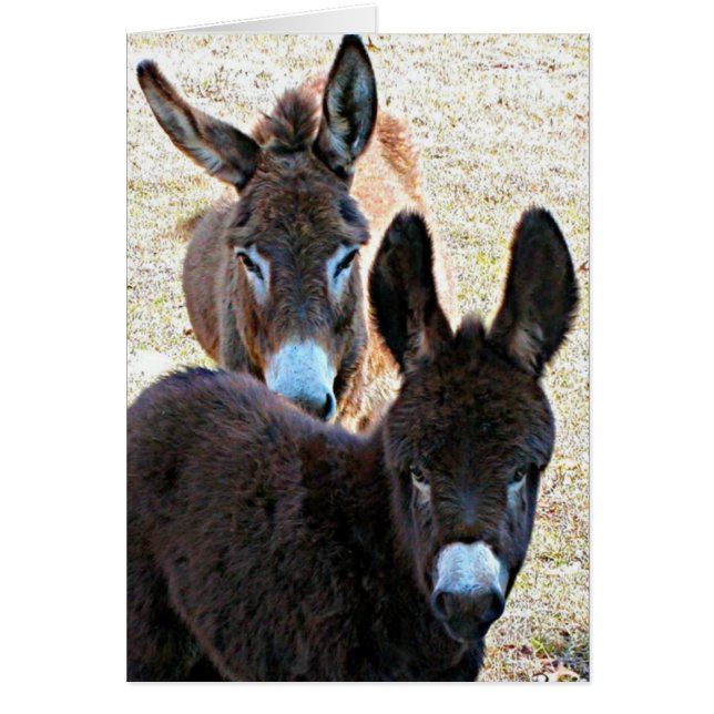 Zimperlich u. Mutter (Vorne)