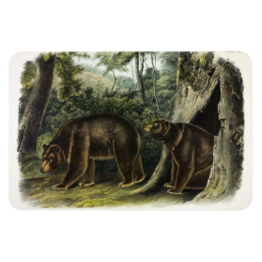 Zimtbär aus Audubons Quadrupeds Magnet (Horizontal)