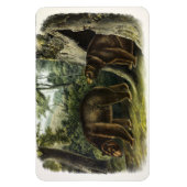 Zimtbär aus Audubons Quadrupeds Magnet (Vertikal)