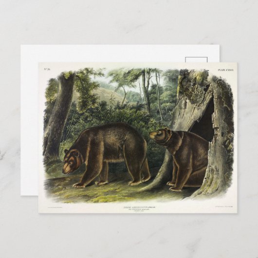 Zimtbär aus Audubons Quadrupeds Postkarte (Vorne/Hinten)