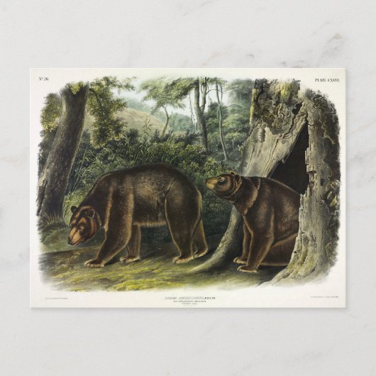 Zimtbär aus Audubons Quadrupeds Postkarte (Vorderseite)