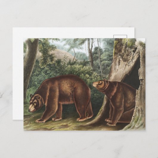 Zimtbär (Ursus Americanus var. Cinnamonum) Postkarte (Vorne/Hinten)