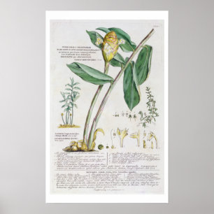 Zingiber latifolium und Amomum, 1754 Poster