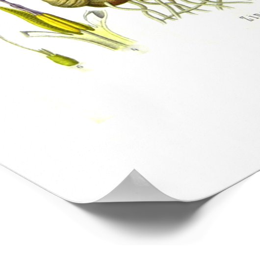 Zingiber officinalis (Ingwer) Poster (Ecke)