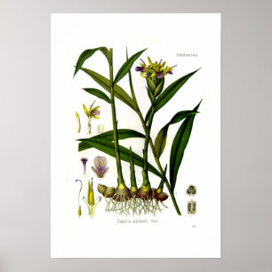 Zingiber officinalis (Ingwer) Poster