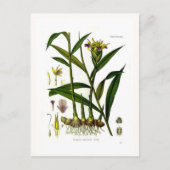 Zingiber officinalis (Ingwer) Postkarte (Vorderseite)