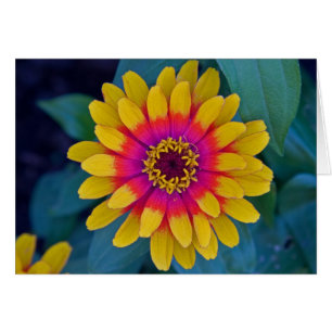 Zinnia