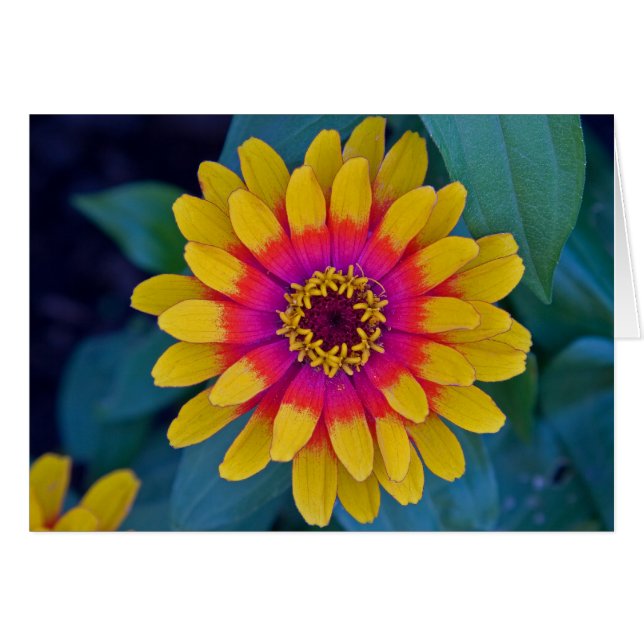 Zinnia (Vorderseite (Horizontal))