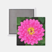 Zinnia1 Magnet (Vorderseite/Rückseite)