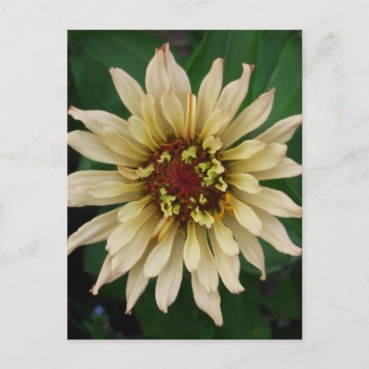 Zinnia Blume Postkarte (Vorderseite)