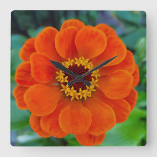 Zinnia-Blume Quadratische Wanduhr
