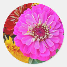 Zinnia-Blume