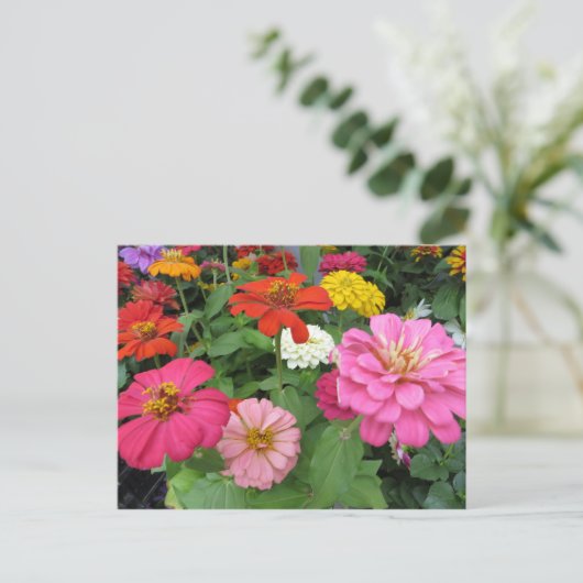 Zinnia Bundle Postkarte (Stehend Vorderseite)