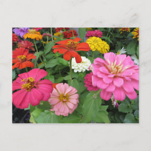 Zinnia Bundle Postkarte