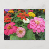 Zinnia Bundle Postkarte (Vorderseite)