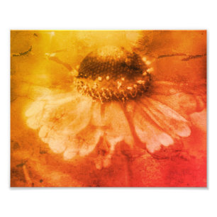 Zinnia-Daisy-Blume Sepia Vintage abgenutzt 8x10 Fotodruck