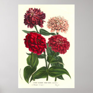 Zinnia elegans/allgemeine Zinnias durch Van Houtte Poster
