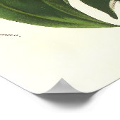 Zinnia elegans / Common Zinnias by Van Houtte Poster (Ecke)