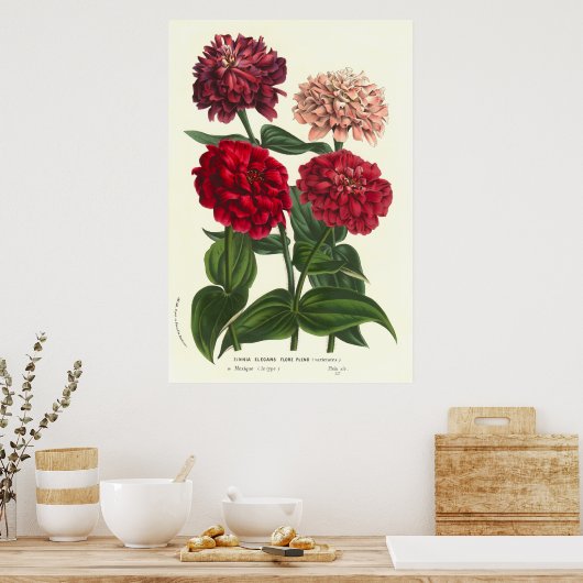 Zinnia elegans / Common Zinnias by Van Houtte Poster (Küche)